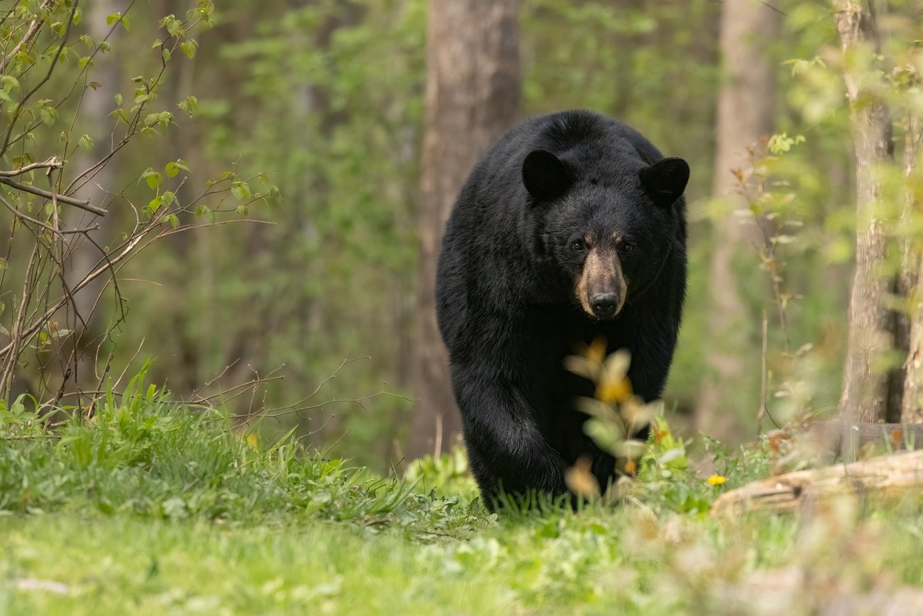 Photograph of black bear walking through woods,