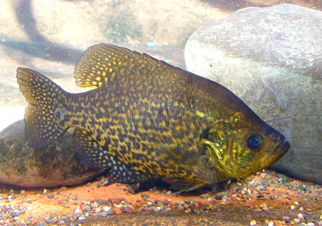 A colorful blue and yellow speckled fish swims along a sandy lakebed.