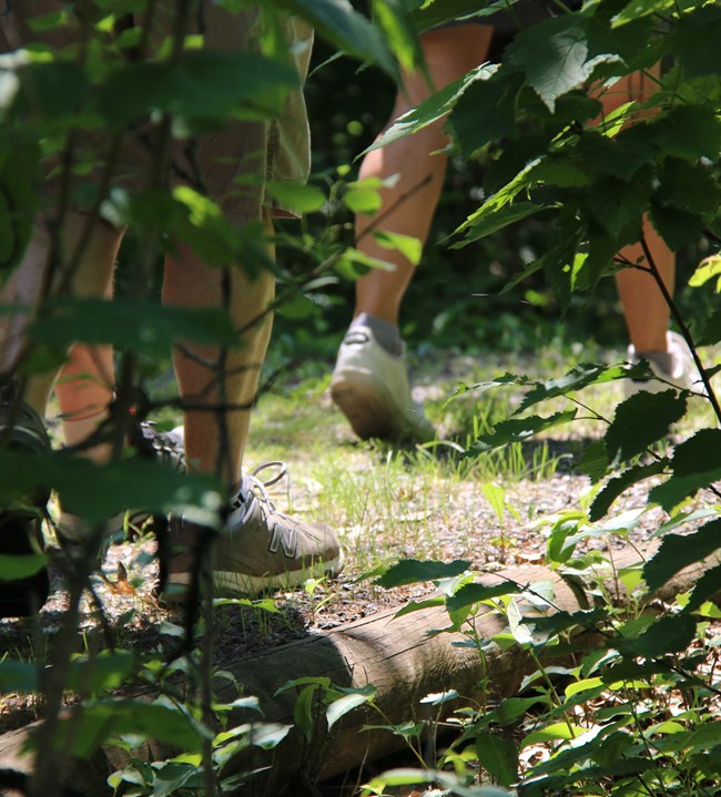 Several pairs of feet walk along a gravel trail, surrounded by small plants and ferns.