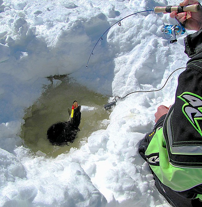 A long Northern Pike fish with a lure in its mouth is pulled out of a hole in the ice by a small fishing pole.