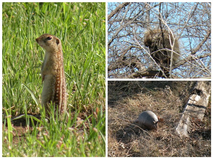 Mammals of Washita Battlefield NHS (Left: Ground Squirrel, Top Right: Porcupine in a Tree, Bottom Right: Armadillo)