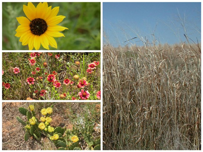 Plants of the Prairie at Washita Battlefield (Top Left: Plains Sunflower, Middle Left: Indian Blankets Bed, Bottom Left: Prickly Pear, Right: Sand Bluestem)