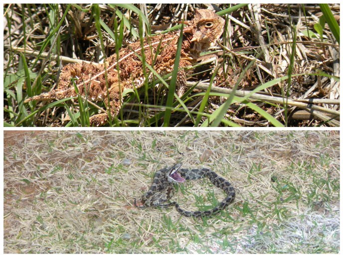 Reptiles of Washita Battlefield NHS (Texas Horned Lizard and Babby Bull Snake)