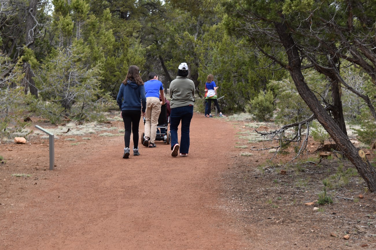 A family navigates the Rim Trail. Along the trail are a number of pinyon pine and juniper trees. Two members of the group look at a plant sign along the trail. The rest move farther away with their backs towards the camera.