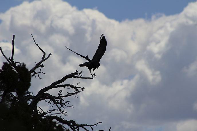 Silhouette of a raven taking off from a dead tree snag with a cloudy sky in the background