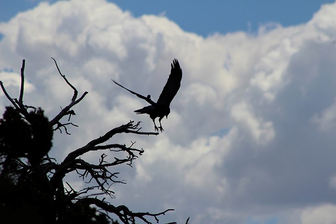 Silhouette of a raven taking off from a dead tree snag with a cloudy sky in the background