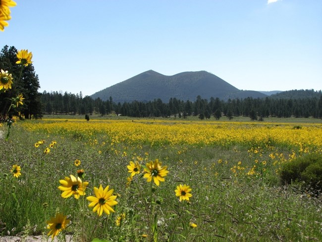 Sunflowers at Bonito Meadow