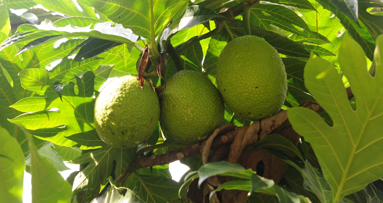 Three large round green fruits hanging in a tree