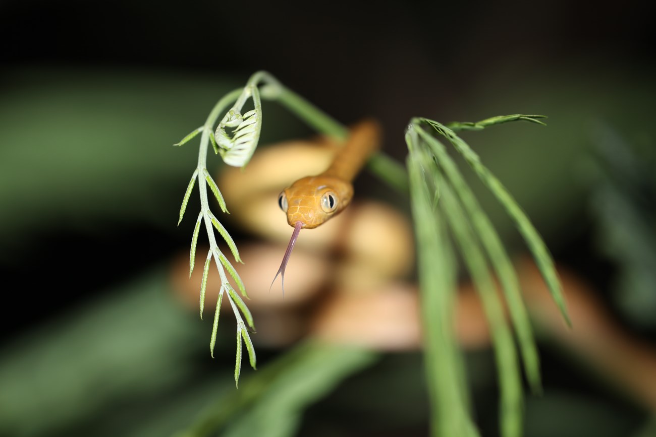 A brown snake with its tongue out