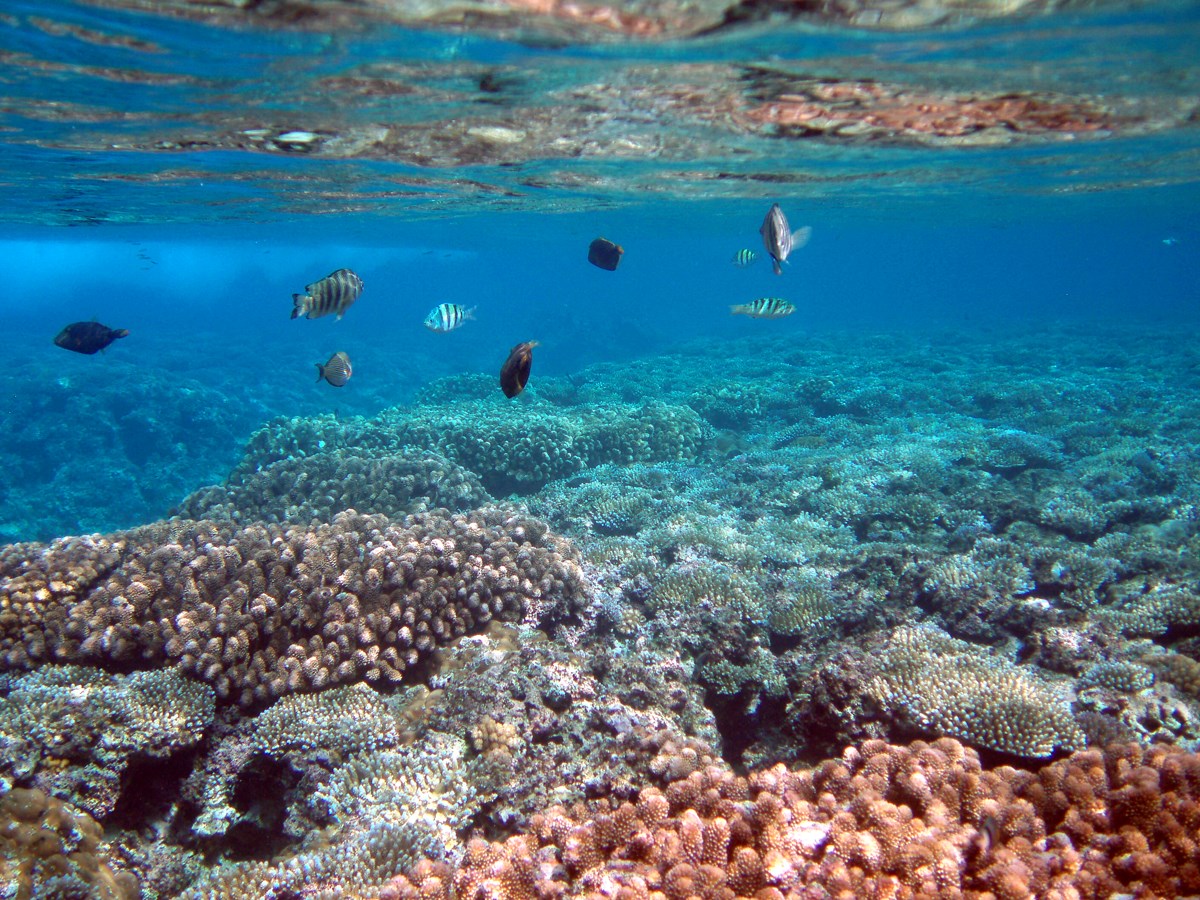 Underwater photograph of Tumon Bay Marine Reserve, Guam, showing some of the amazing biologic diversity of coral reefs.