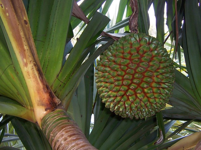 A large, spiked green and red fruit hanging from a tree