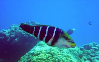 A black and white striped fish with a yellow head swimming above a coral reef.