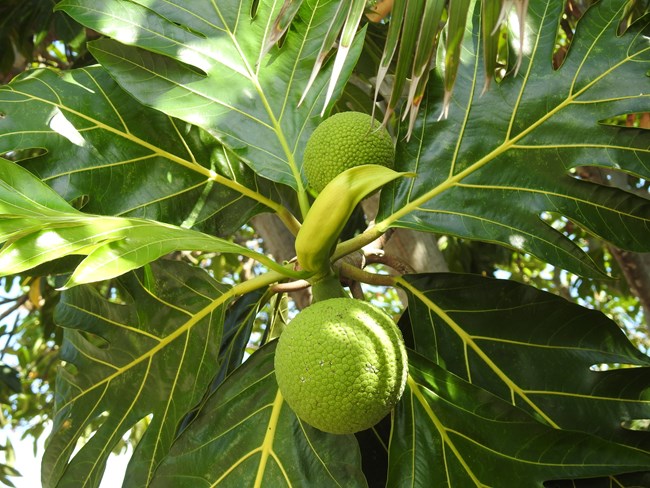 Two large, round, green fruit hanging from a tree