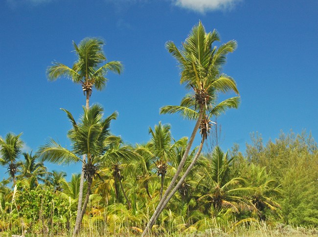 Tall, skinny trees with wide green fronds at the top