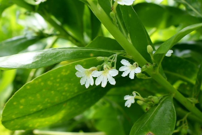 Small white flowers with petals forming a semi-circle