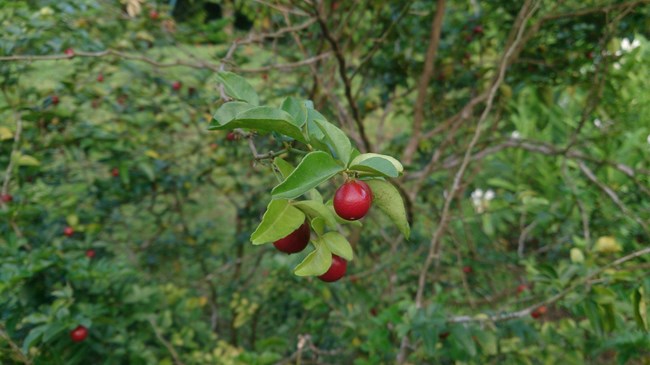 Small, round red fruits hanging from a branch