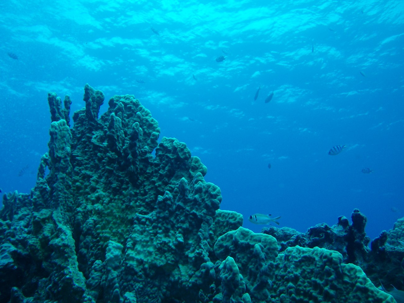 A bleached coral reef