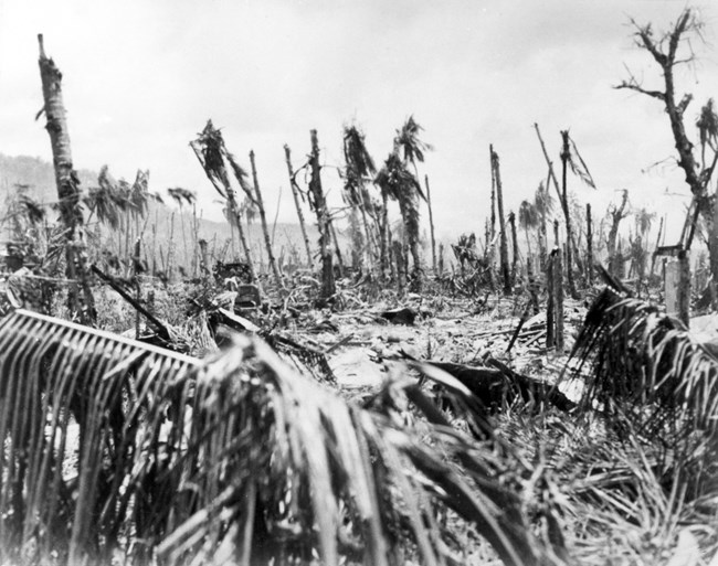 A badly bombed out stand of coconut trees.