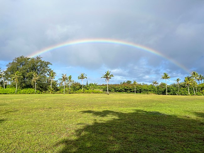 A rainbow arching over a row of palm trees at the edge of a grassy field.