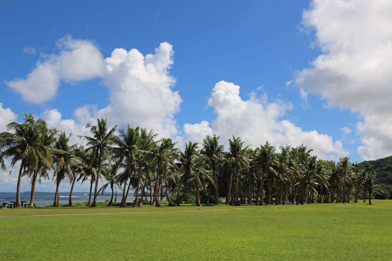 A row of palm trees in front of the ocean.