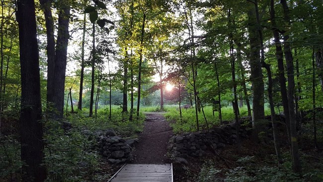 A trail through the forest leading to Weir Pond.