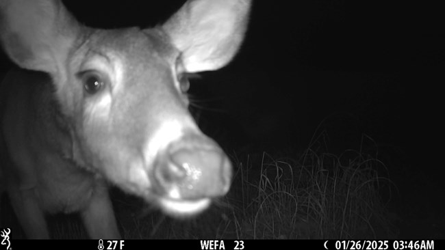 Deer looking into Trail Camera during the night.