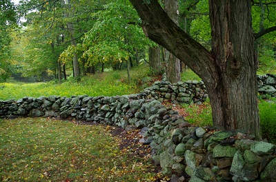 A stone wall in front of a large tree in spring.