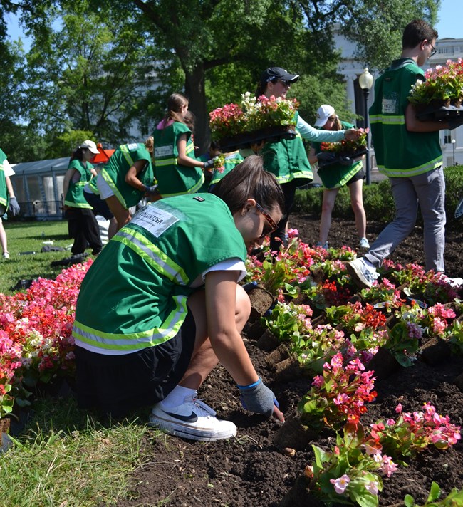 Volunteer planting flowers in a park flower bed