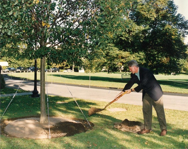 Bill Clinton throws dirt on a freshly planted tree with a shovel.