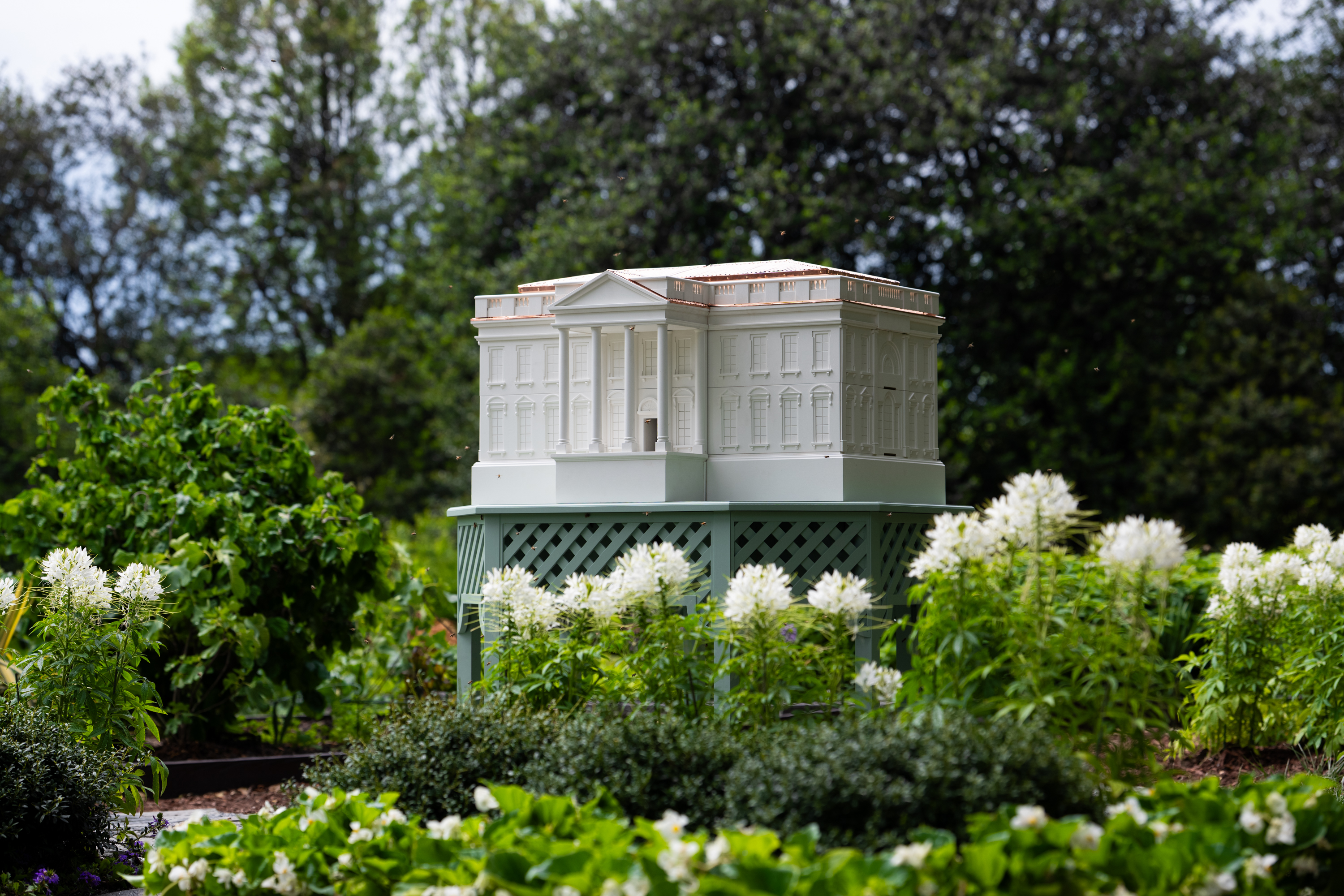 A beehive within a scale model of the White House rests on a table in a garden