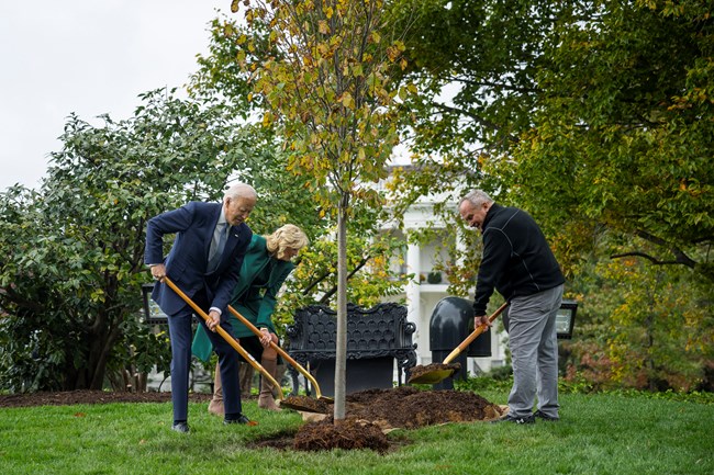 President Biden, the first lady, and another man use shovels to plant a tree by the White House.