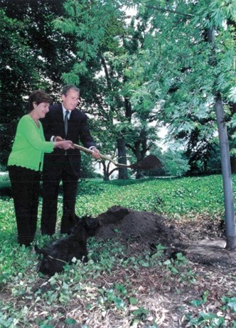 George and Laura Bush shovel dirt onto a tree.