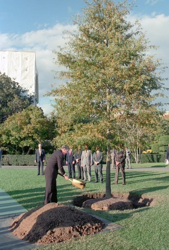Ronald Reagan throws a shovelful of dirt on a tree at the White House.