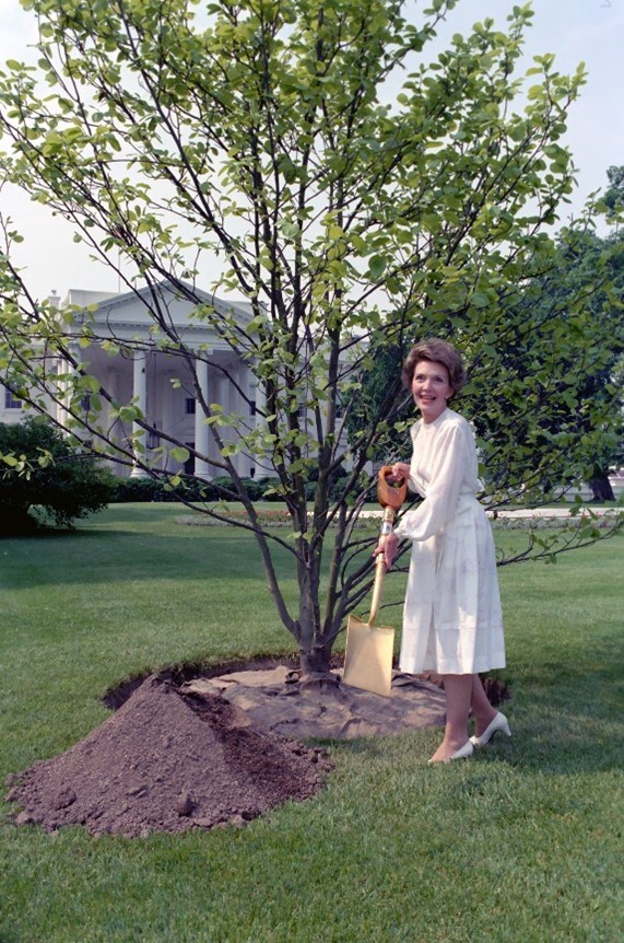 Nancy Reagan poses with a shovel, prepared to plant a tree at the White House north lawn.