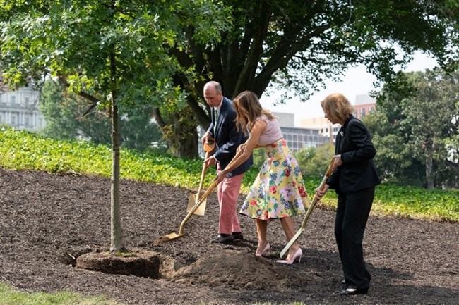 Melania Trump, Mary Jean Eisenhower and Richard Emory Gatchell, Jr. shovel dirt onto a smallish transplanted oak tree.