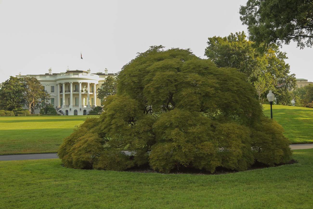 A gumdrop-shaped Japanese maple next to a roadway; the White House is seen in the background.
