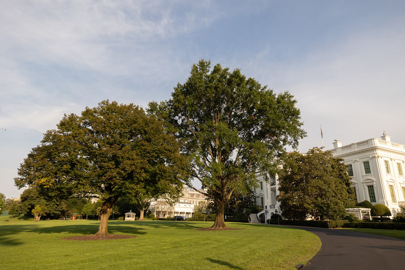 A medium-sized round tree along the curving drive to the south entrance of the White House.