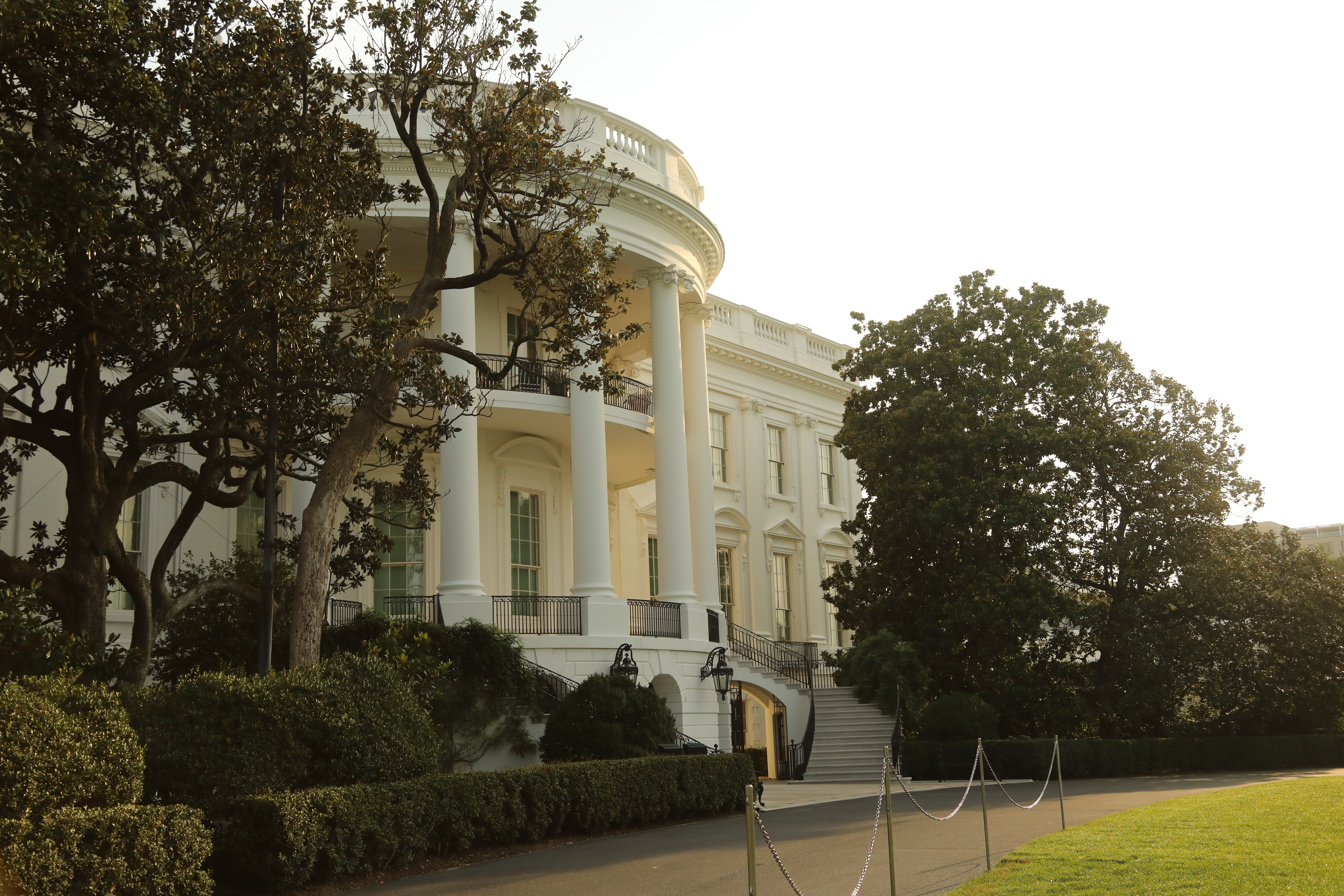 A spindly, magnolia tree next to the White House