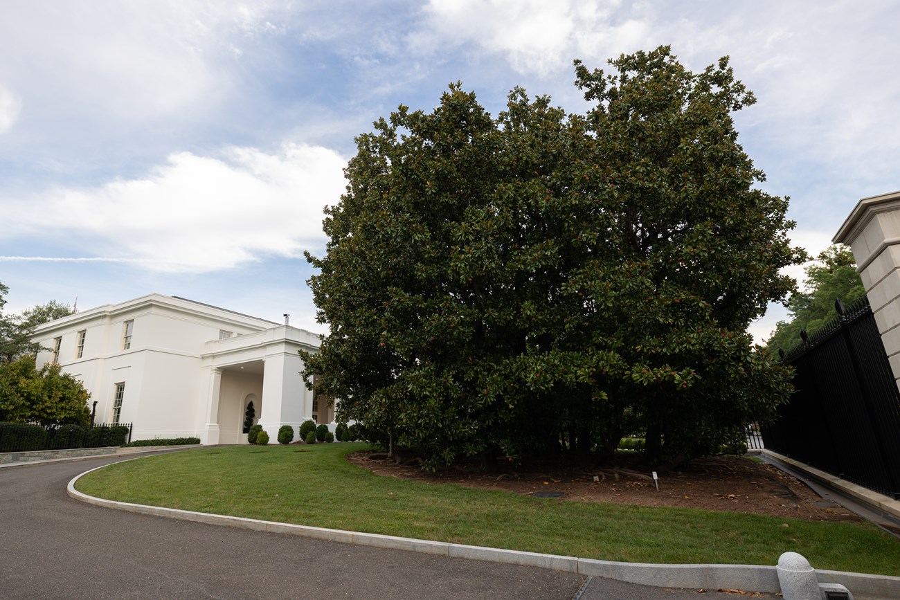 A spherical, leafy tree in front of the East Wing entrance, adjacent to the fence.