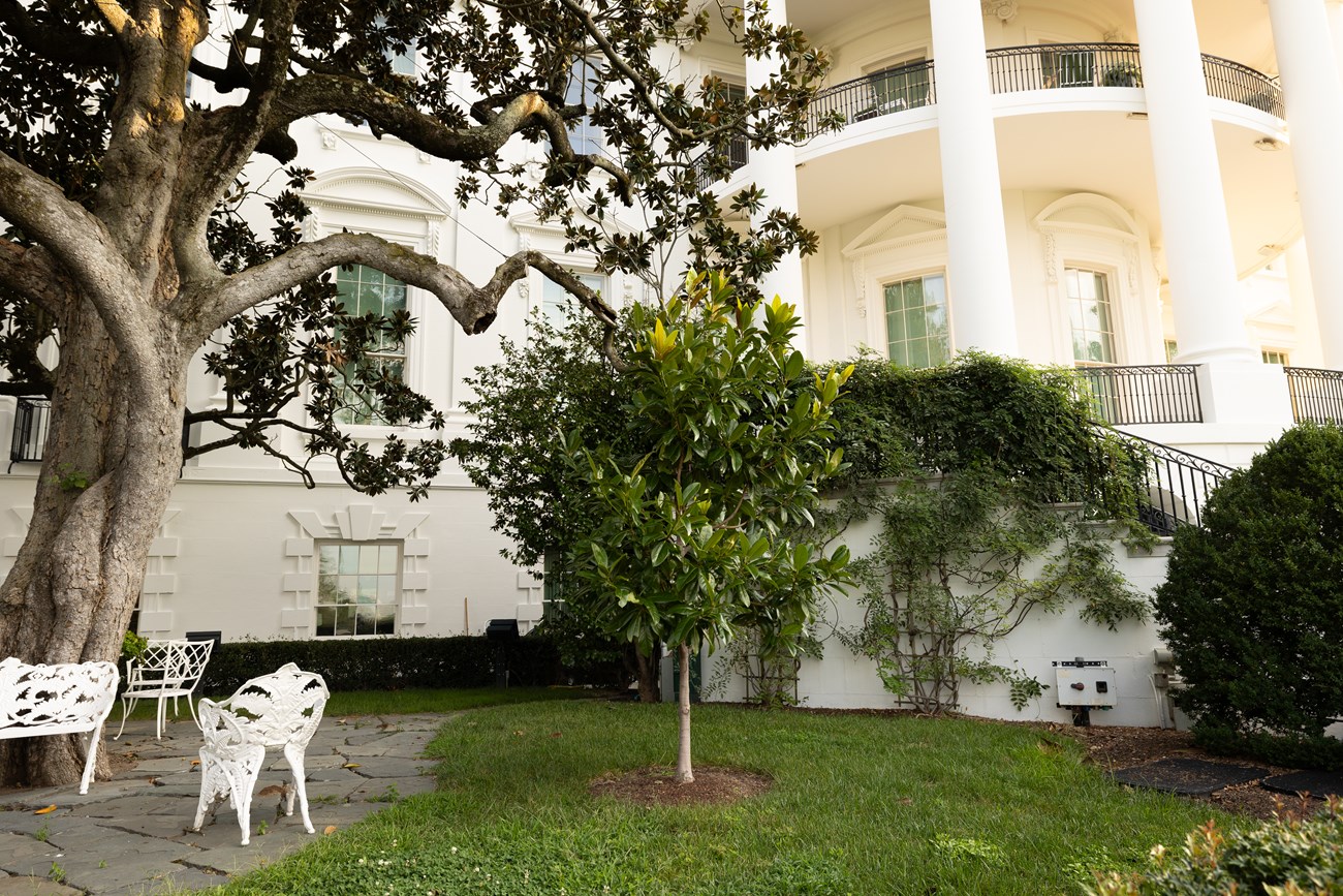 A small southern magnolia next to the White House in a small garden area.