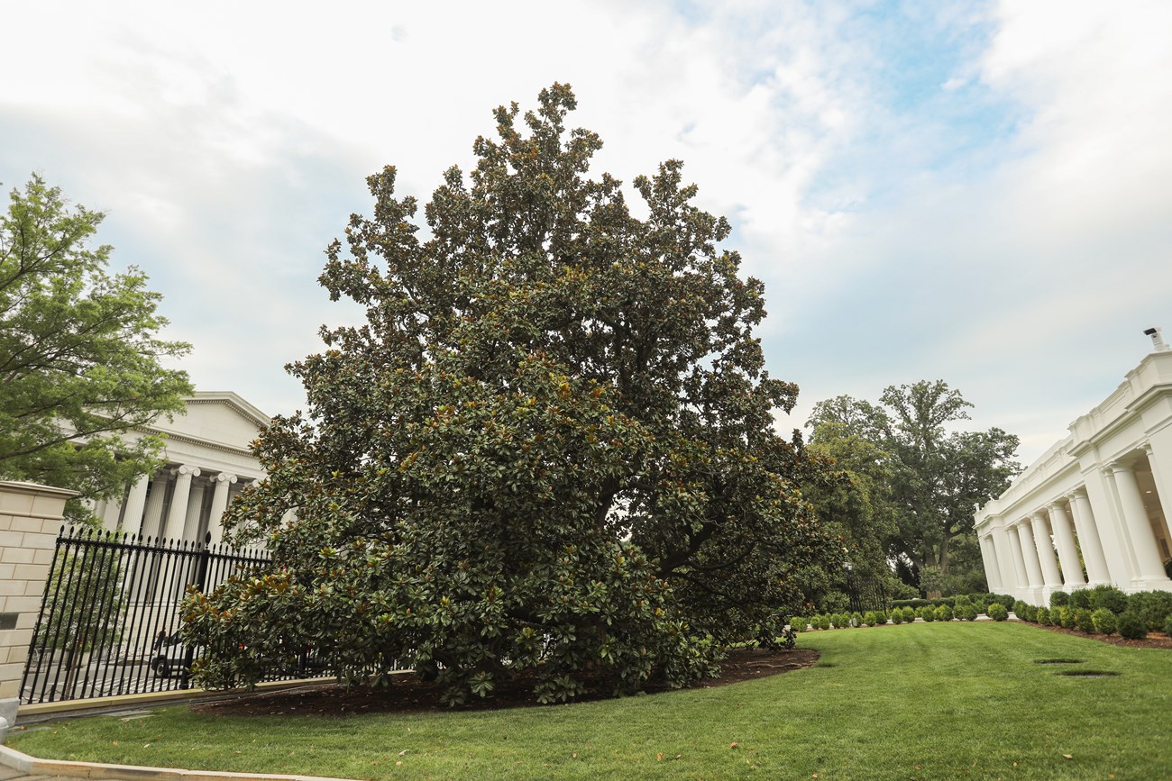 A stout, leafy, round-shaped magnolia tree with branches touching the ground near the East Wing.
