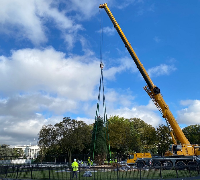 The new National Christmas Tree being planted in President's Park this morning via crane. The tree branches were bound for transport and will be unbound over the next few days.