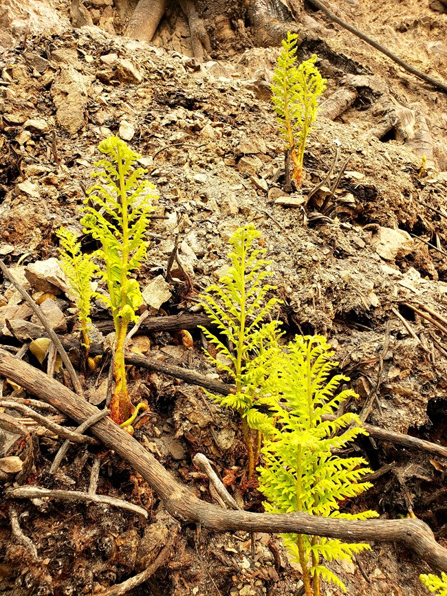 Baby fern regrowing after Carr Fire