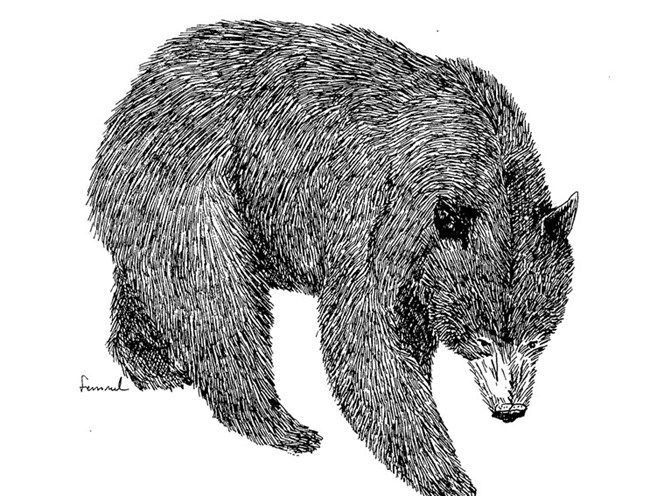 Black bear illustration.