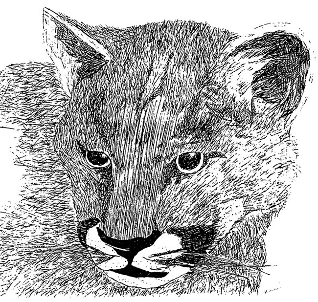 Mountain Lion Illustration.