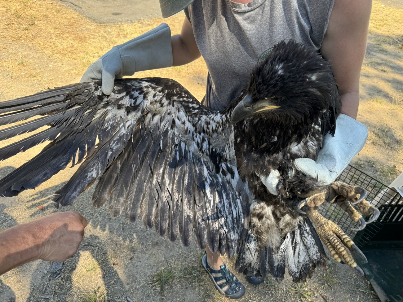 This juvenile bald eagle near Brandy Creek suffered from heat stroke on July 6, 2024, the park's hottest day on record. Fortunately, park staff and others brought it back to good health.