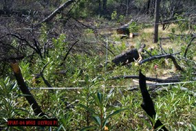 Fire effects monitoring plot