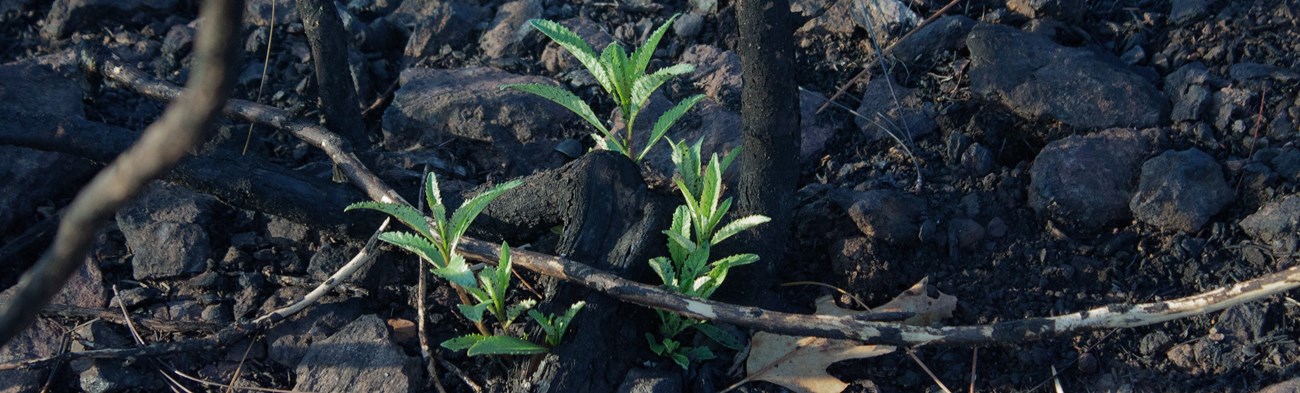 A surviving plant post Carr Fire