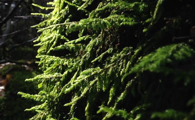 Moss growing on tree.