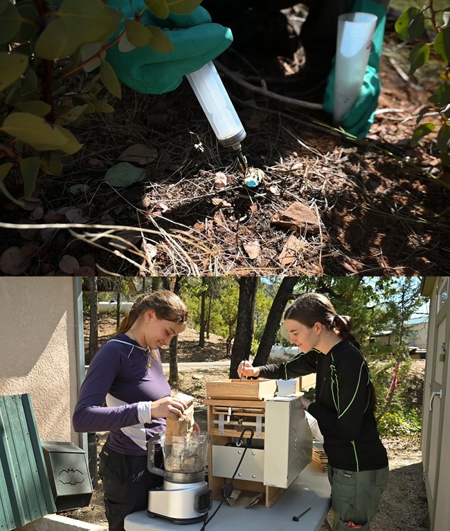 Top: Invasive Crew member applying herbicide to an invasive stump. Bottom: Staff preparing seeds to be sent for amplification.